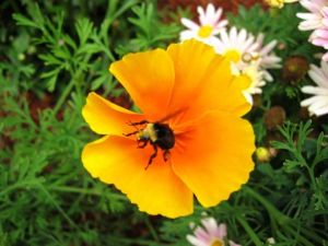 Mendocino bee photo by Brenda